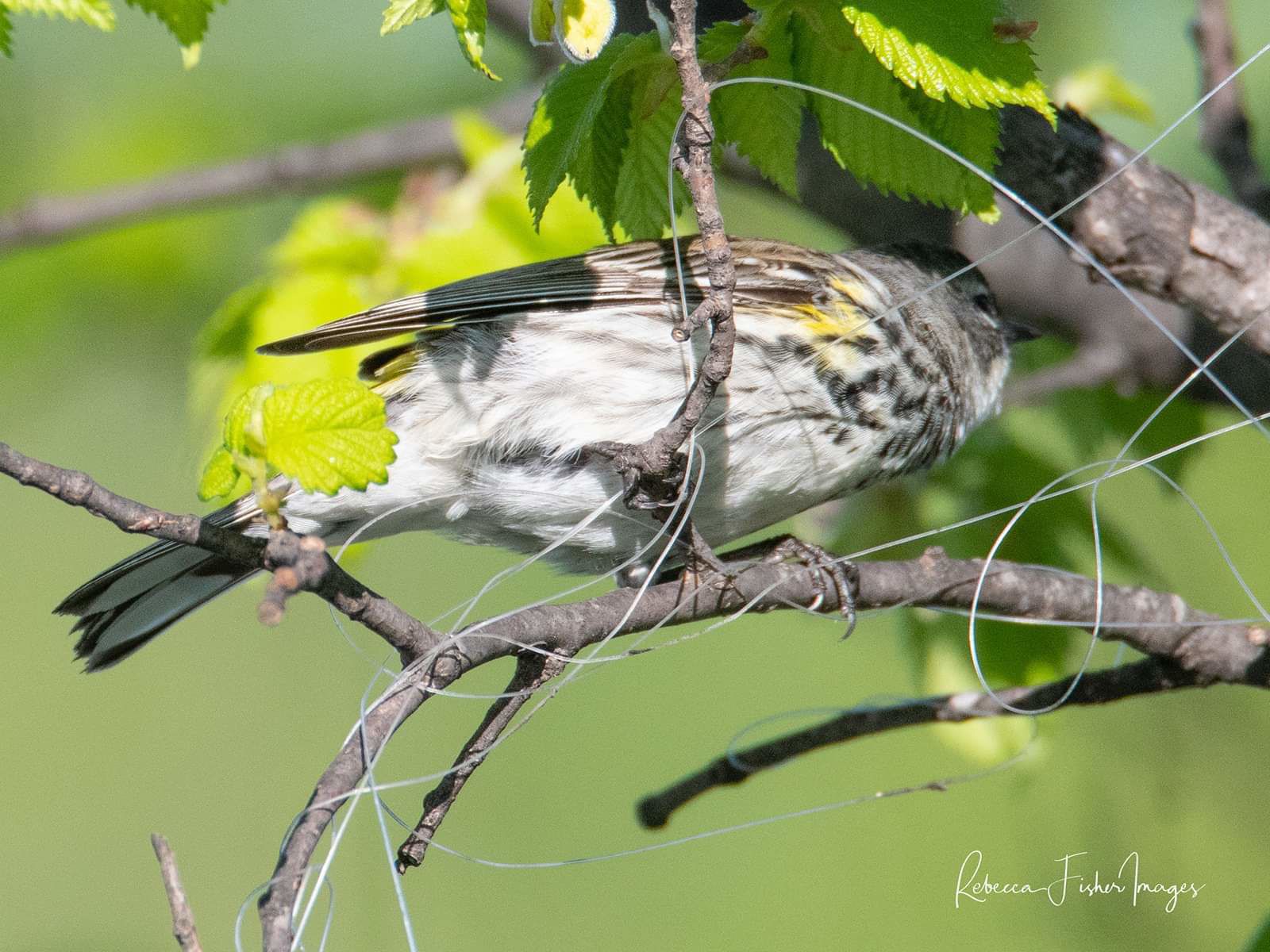 A Yellow-rumped Warbler in a tree surrounded by fishing line.